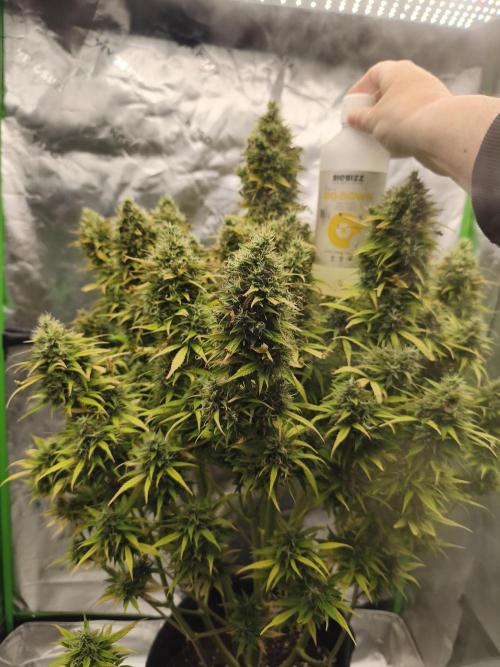 Glue Gelato. Week 12