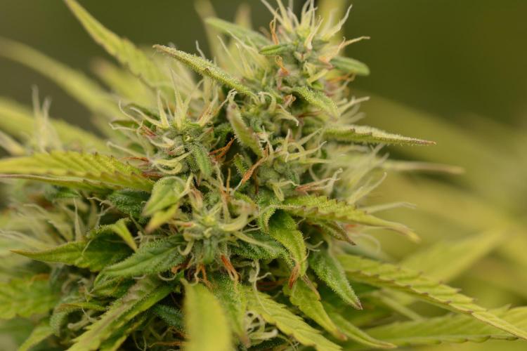 Glue Gelato. Week 10