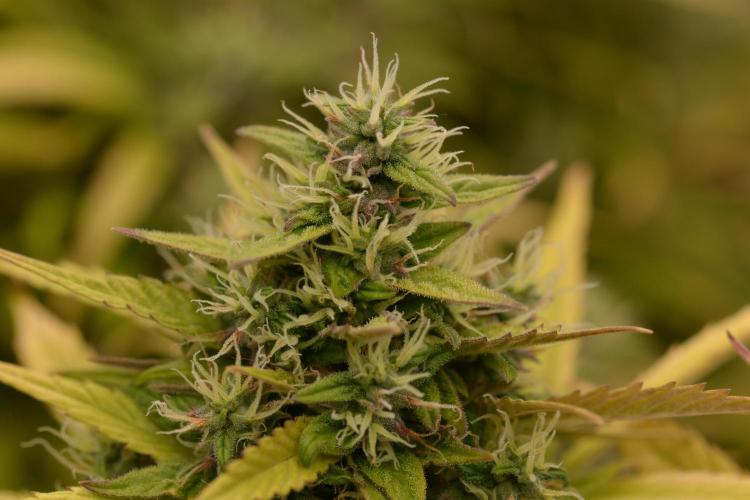 Glue Gelato. Week 10