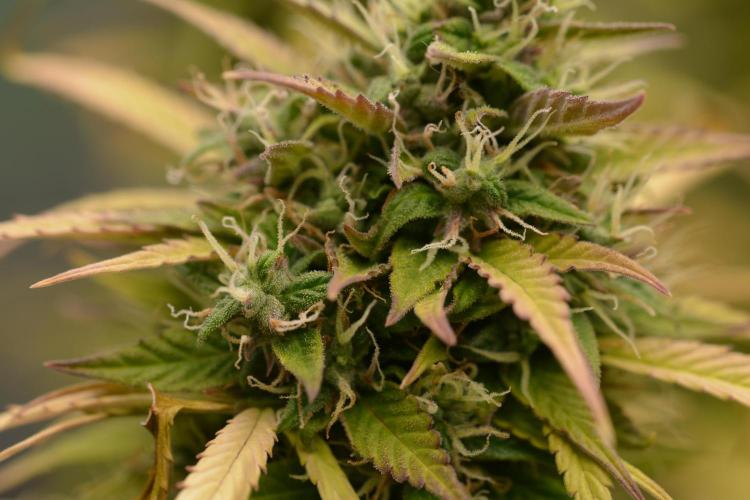 Glue Gelato. Week 12