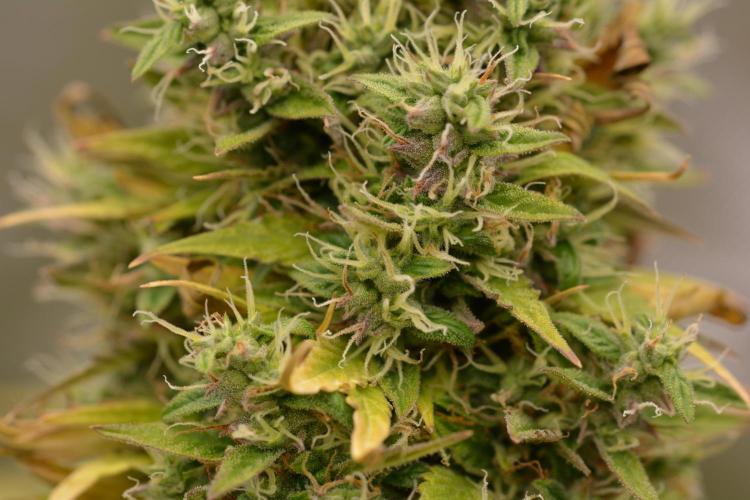 Glue Gelato. Week 12