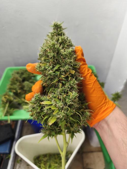 Glue Gelato. Week 13