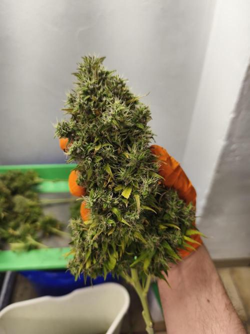 Glue Gelato. Week 13