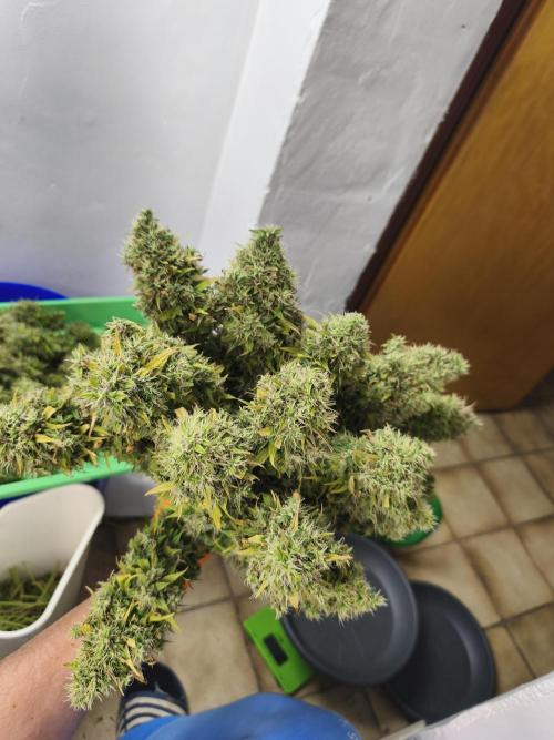 Glue Gelato. Week 13
