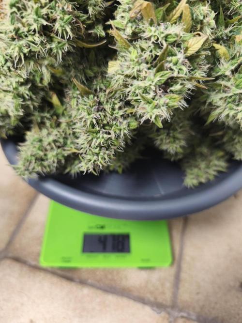 Glue Gelato. Week 13