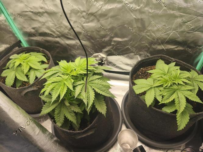 HUCKLEBERRY SODA 5 X PINEAPPLE EXPRESS 4. Week 4