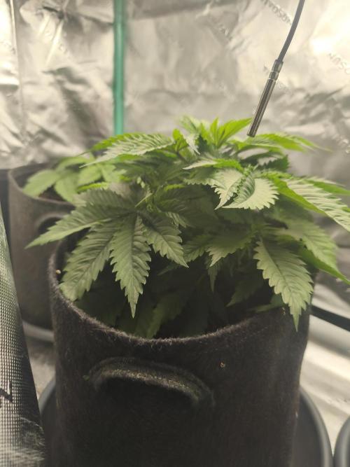 HUCKLEBERRY SODA 5 X PINEAPPLE EXPRESS 4. Week 4