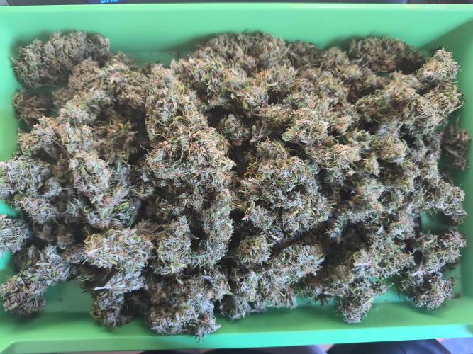 Glue Gelato. Week 13