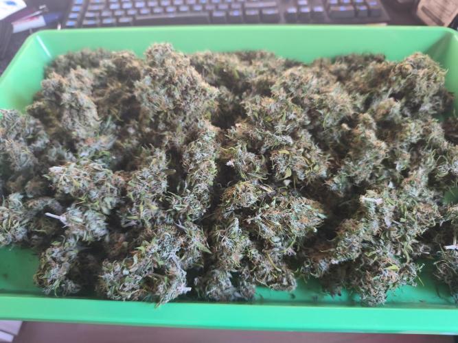 Glue Gelato. Week 13