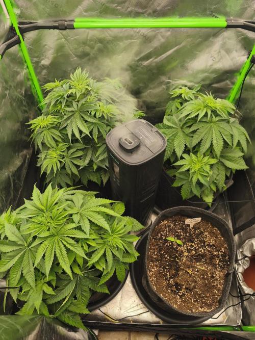 HUCKLEBERRY SODA 5 X PINEAPPLE EXPRESS 4. Week 5