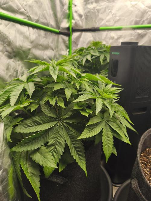 HUCKLEBERRY SODA 5 X PINEAPPLE EXPRESS 4. Week 5