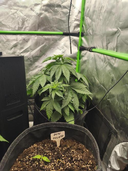 HUCKLEBERRY SODA 5 X PINEAPPLE EXPRESS 4. Week 5