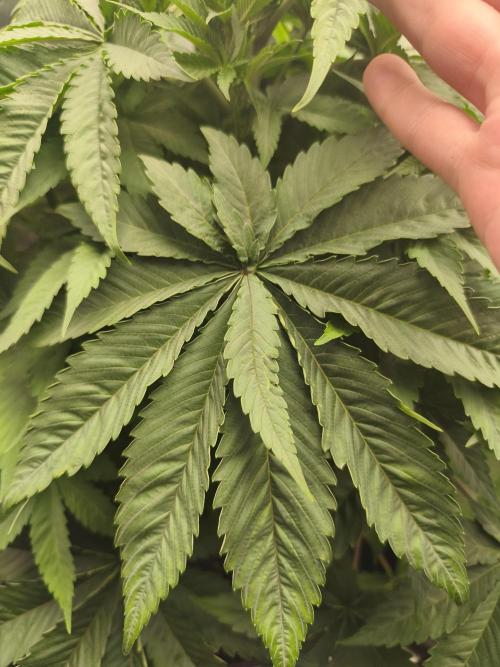 HUCKLEBERRY SODA 5 X PINEAPPLE EXPRESS 4. Week 6