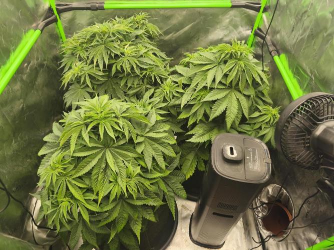 HUCKLEBERRY SODA 5 X PINEAPPLE EXPRESS 4. Week 6