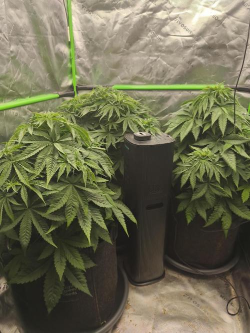 HUCKLEBERRY SODA 5 X PINEAPPLE EXPRESS 4. Week 6