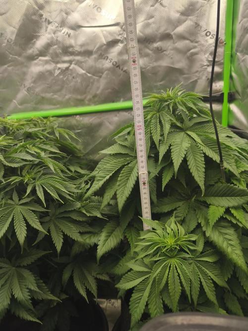 HUCKLEBERRY SODA 5 X PINEAPPLE EXPRESS 4. Week 6