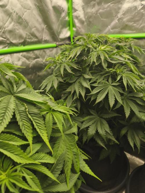 HUCKLEBERRY SODA 5 X PINEAPPLE EXPRESS 4. Week 6