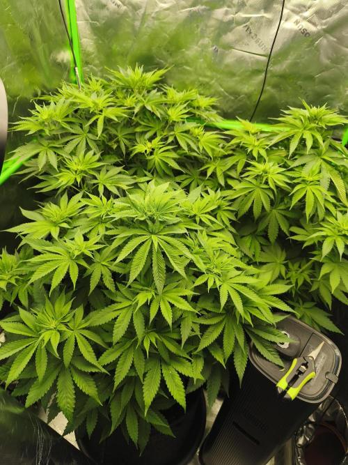 HUCKLEBERRY SODA 5 X PINEAPPLE EXPRESS 4. Week 7