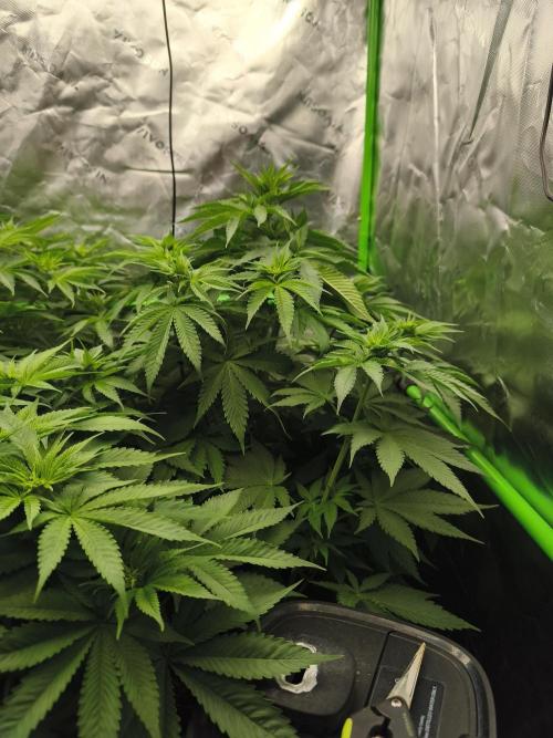 HUCKLEBERRY SODA 5 X PINEAPPLE EXPRESS 4. Week 7