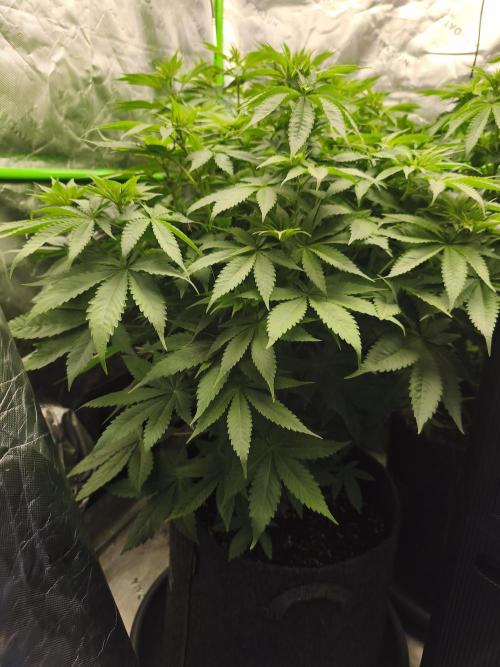 HUCKLEBERRY SODA 5 X PINEAPPLE EXPRESS 4. Week 7