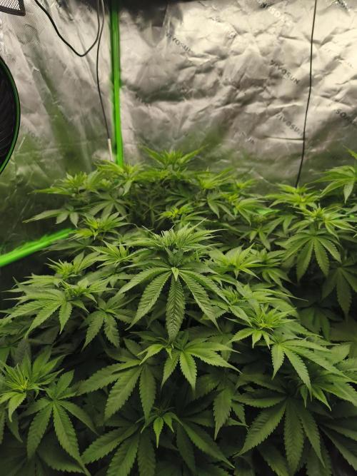 HUCKLEBERRY SODA 5 X PINEAPPLE EXPRESS 4. Week 7