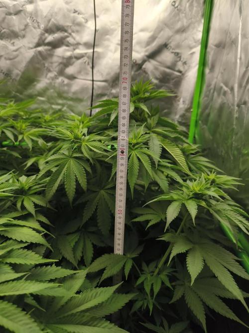 HUCKLEBERRY SODA 5 X PINEAPPLE EXPRESS 4. Week 7