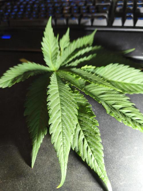 HUCKLEBERRY SODA 5 X PINEAPPLE EXPRESS 4. Week 7