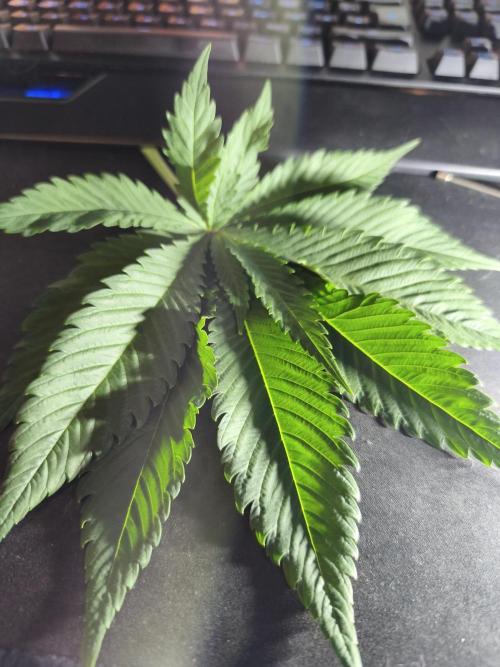 HUCKLEBERRY SODA 5 X PINEAPPLE EXPRESS 4. Week 7 - 17 fingers in 3 layer 


