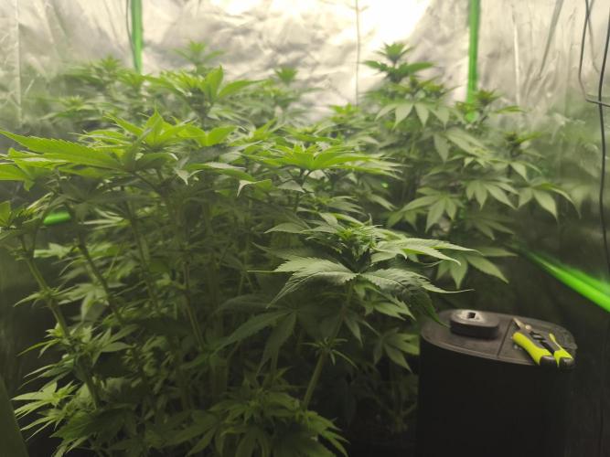 HUCKLEBERRY SODA 5 X PINEAPPLE EXPRESS 4. Week 8