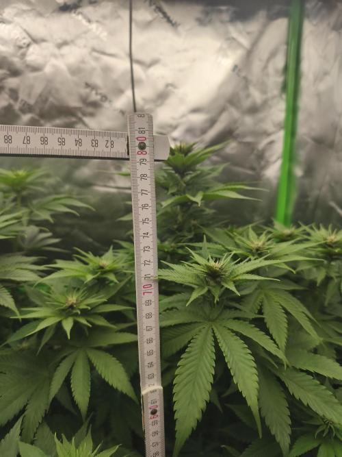 HUCKLEBERRY SODA 5 X PINEAPPLE EXPRESS 4. Week 8