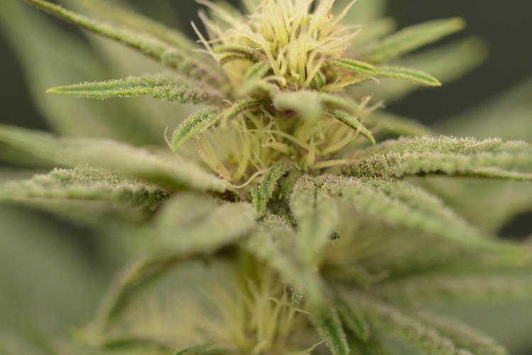 HUCKLEBERRY SODA 5 X PINEAPPLE EXPRESS 4. Week 9