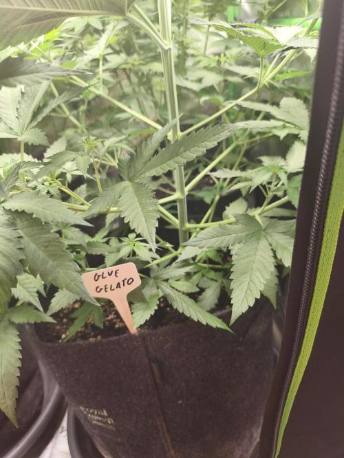 HUCKLEBERRY SODA 5 X PINEAPPLE EXPRESS 4. Week 9 - i hope its a fem 