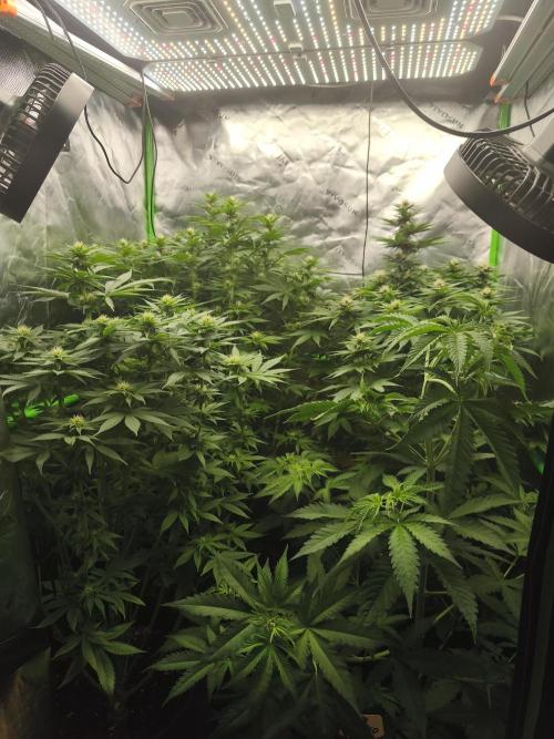 HUCKLEBERRY SODA 5 X PINEAPPLE EXPRESS 4. Week 9