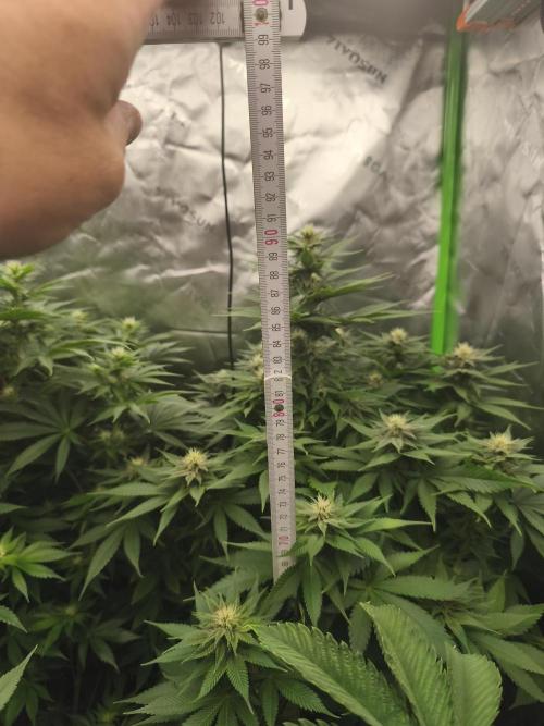 HUCKLEBERRY SODA 5 X PINEAPPLE EXPRESS 4. Week 9