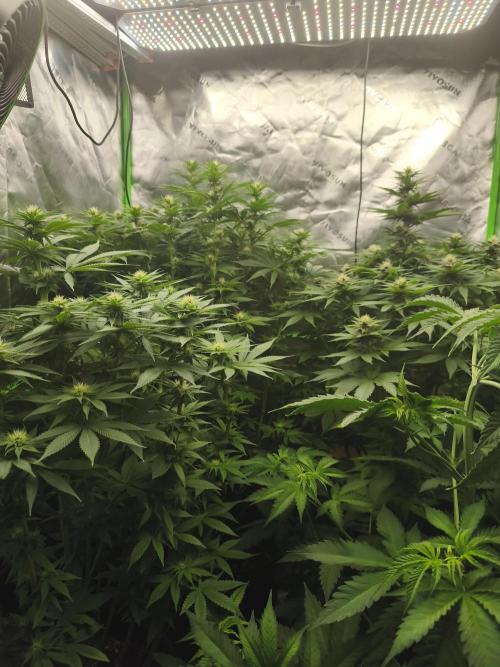 HUCKLEBERRY SODA 5 X PINEAPPLE EXPRESS 4. Week 9