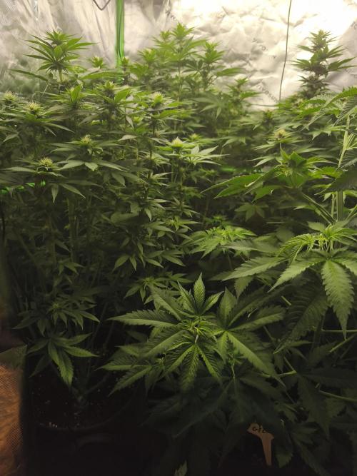 HUCKLEBERRY SODA 5 X PINEAPPLE EXPRESS 4. Week 9