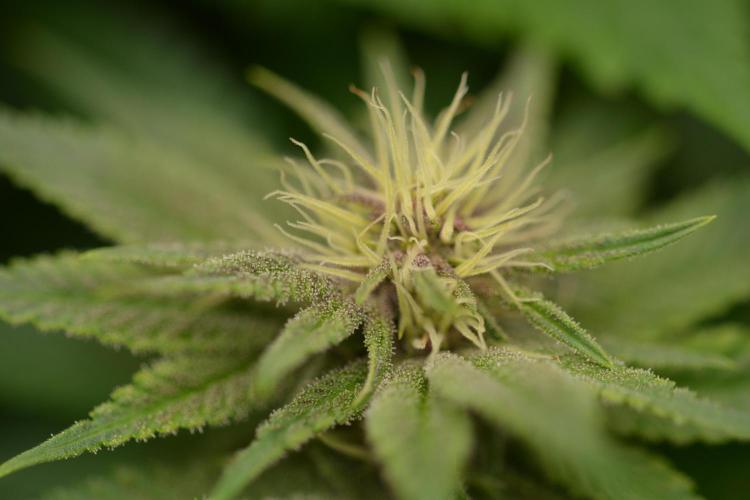 HUCKLEBERRY SODA 5 X PINEAPPLE EXPRESS 4. Week 9
