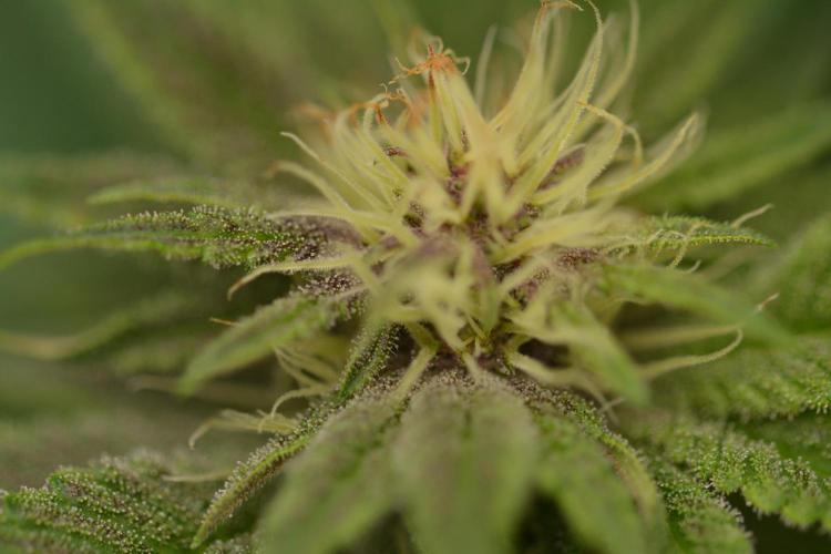 HUCKLEBERRY SODA 5 X PINEAPPLE EXPRESS 4. Week 9
