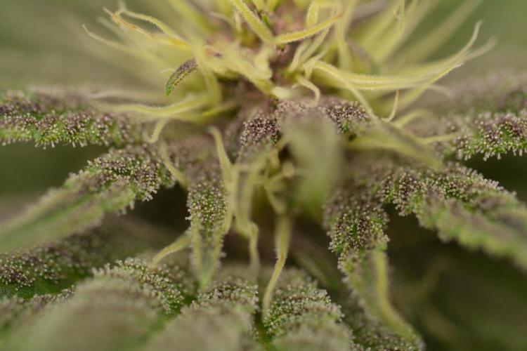 HUCKLEBERRY SODA 5 X PINEAPPLE EXPRESS 4. Week 9