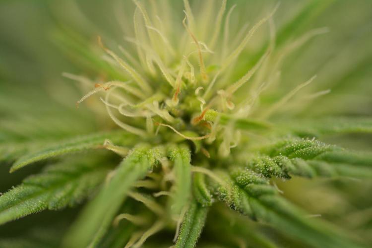 HUCKLEBERRY SODA 5 X PINEAPPLE EXPRESS 4. Week 9