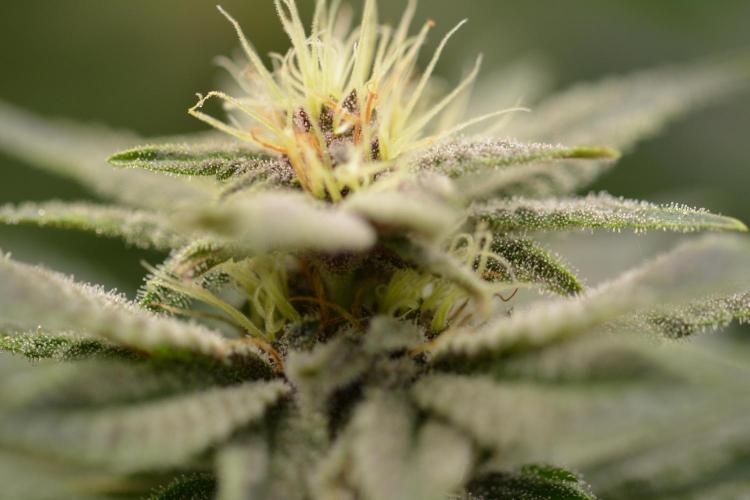 HUCKLEBERRY SODA 5 X PINEAPPLE EXPRESS 4. Week 10 - P#1