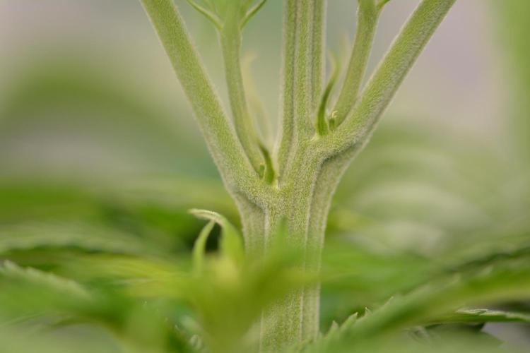 HUCKLEBERRY SODA 5 X PINEAPPLE EXPRESS 4. Week 10