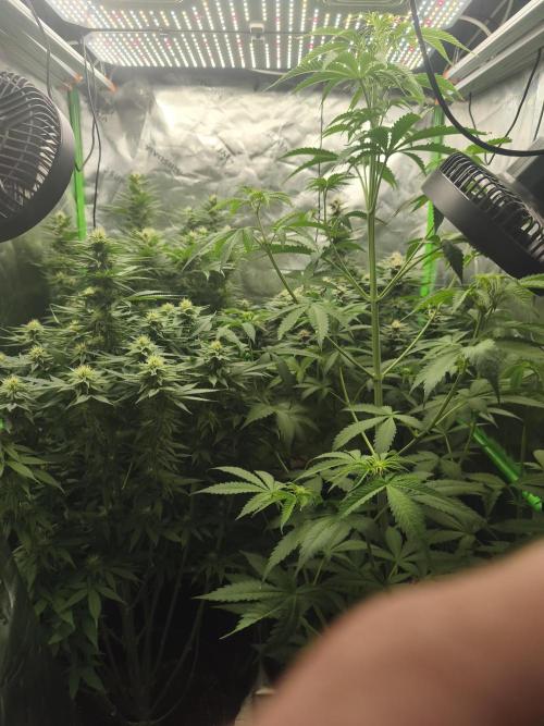 HUCKLEBERRY SODA 5 X PINEAPPLE EXPRESS 4. Week 10