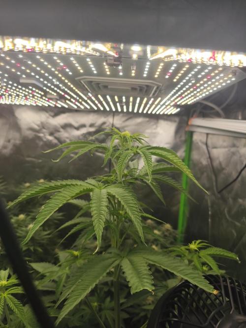 HUCKLEBERRY SODA 5 X PINEAPPLE EXPRESS 4. Week 10 - almost at the lamp size 112 cm 