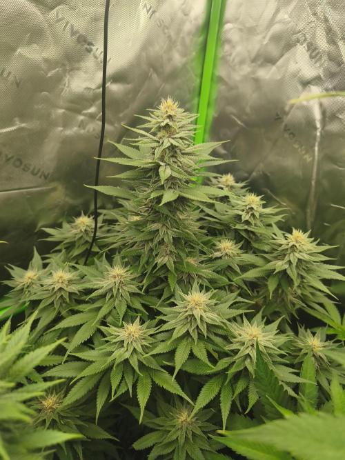 HUCKLEBERRY SODA 5 X PINEAPPLE EXPRESS 4. Week 10 - light purple P#1