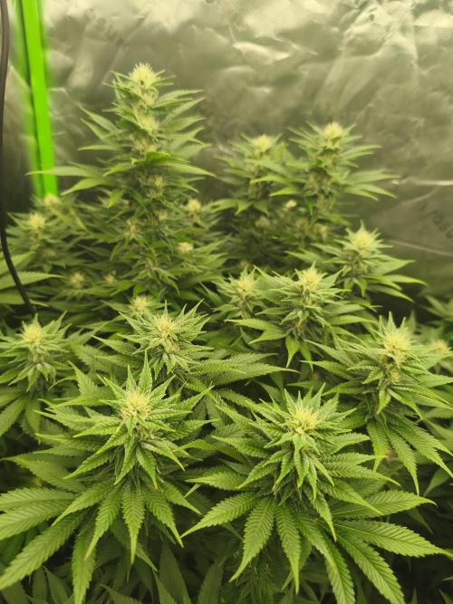 HUCKLEBERRY SODA 5 X PINEAPPLE EXPRESS 4. Week 10 - P#2
