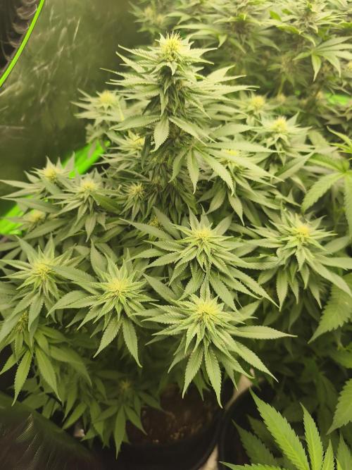 HUCKLEBERRY SODA 5 X PINEAPPLE EXPRESS 4. Week 10 - P#3