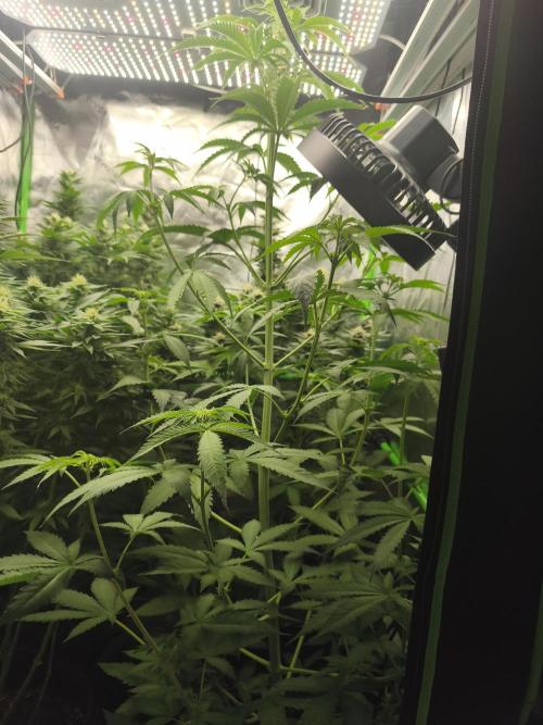 HUCKLEBERRY SODA 5 X PINEAPPLE EXPRESS 4. Week 10 - Accident went crazy  
