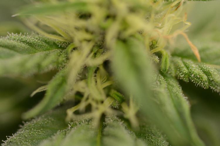 HUCKLEBERRY SODA 5 X PINEAPPLE EXPRESS 4. Week 10 - P#3