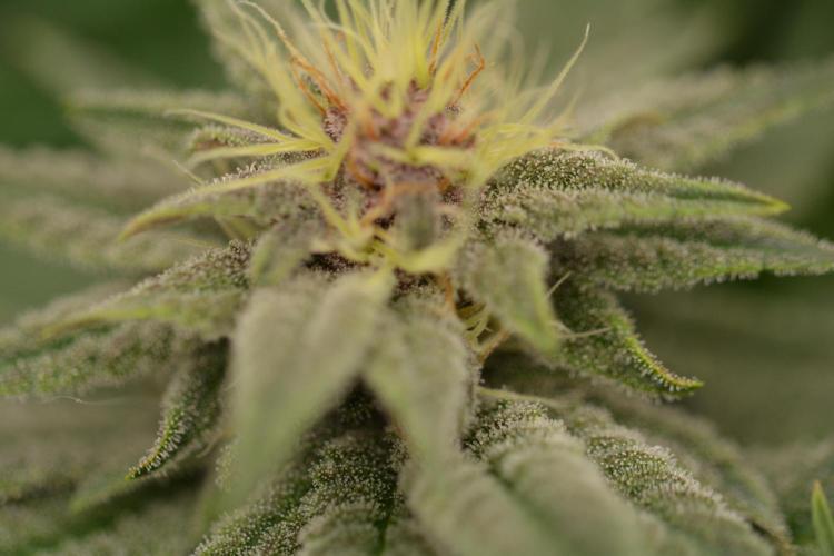 HUCKLEBERRY SODA 5 X PINEAPPLE EXPRESS 4. Week 10 - P#1